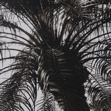 Palm Tree Sepia I by Debra Van Swearingen a Hand Embellished Framed Photo Art Print Matted under Gla from Mercana - Luna Furniture