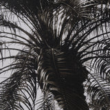 Palm Tree Sepia II by Debra Van Swearingen a Hand Embellished Framed Photo Art Print Matted under G from Mercana - Luna Furniture