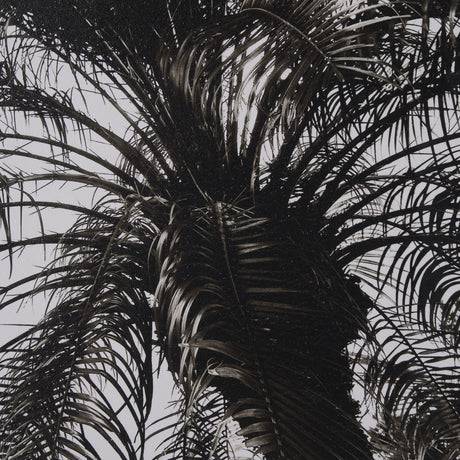 Palm Tree Sepia II by Debra Van Swearingen a Hand Embellished Framed Photo Art Print Matted under G from Mercana - Luna Furniture
