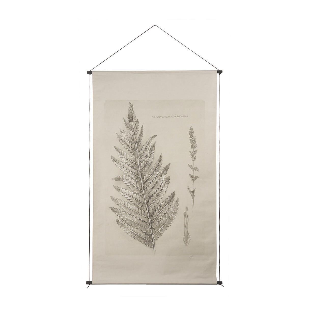 Fern Study I (Osmundastrum Cinnamomeum) from Mercana - Luna Furniture