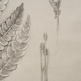 Fern Study I (Osmundastrum Cinnamomeum) from Mercana - Luna Furniture