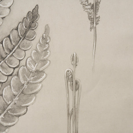 Fern Study I (Osmundastrum Cinnamomeum) from Mercana - Luna Furniture