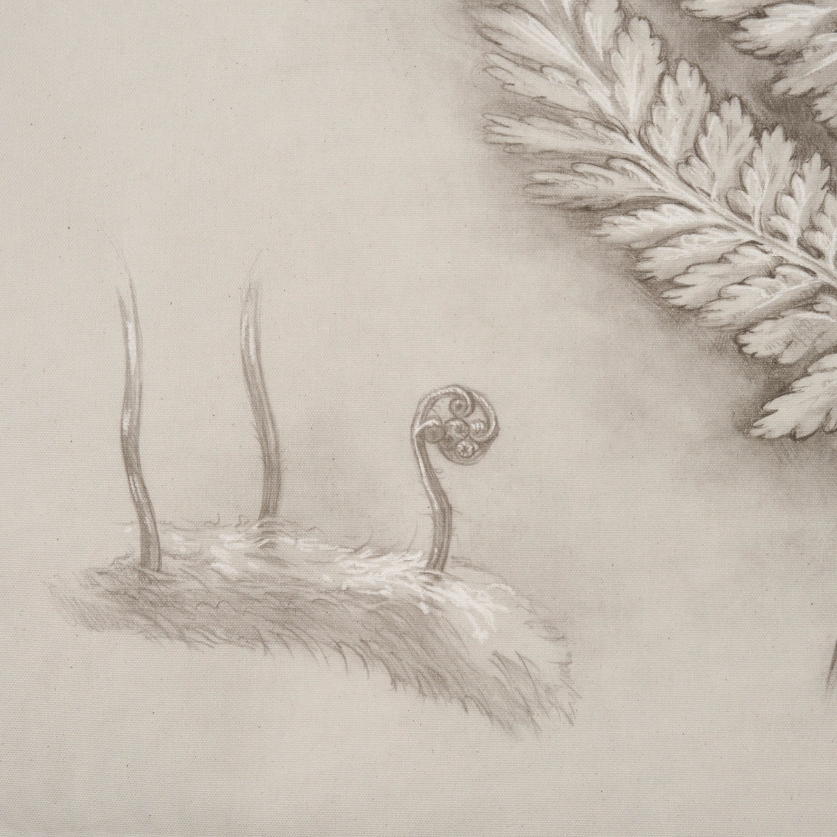 Fern Study II (Davallia Fejeensis) by Mercana Studio a Hand Embellished Framed Art Print from Mercana - Luna Furniture