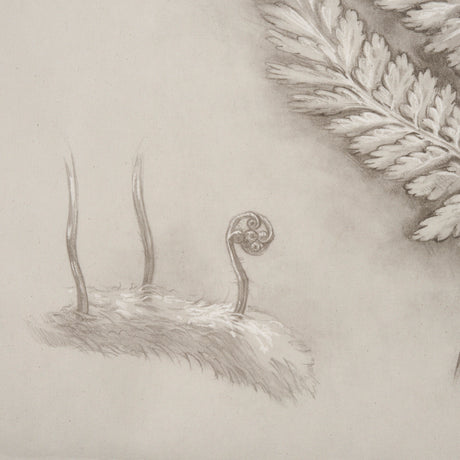 Fern Study II (Davallia Fejeensis) by Mercana Studio a Hand Embellished Framed Art Print from Mercana - Luna Furniture