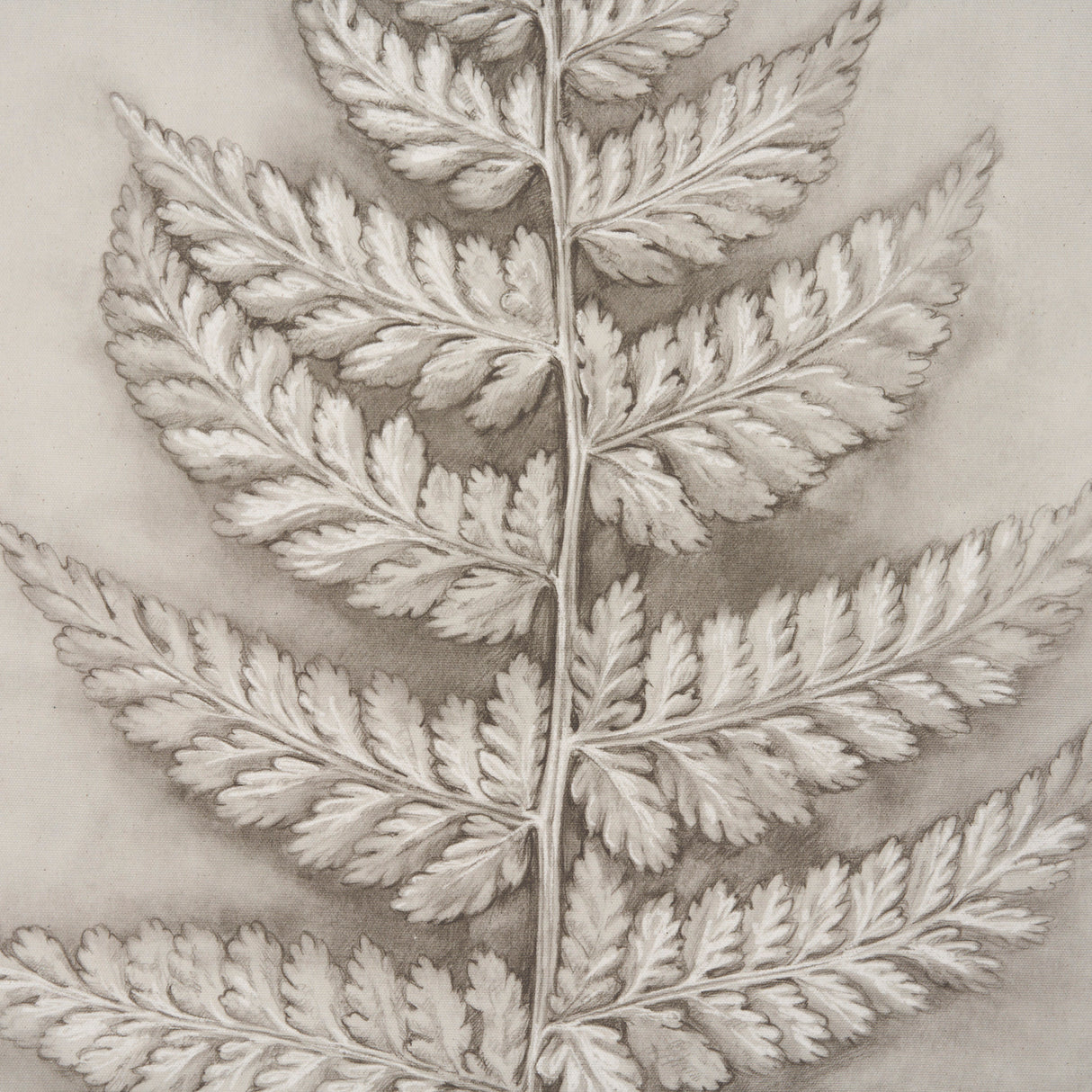 Fern Study II (Davallia Fejeensis) by Mercana Studio a Hand Embellished Framed Art Print from Mercana - Luna Furniture