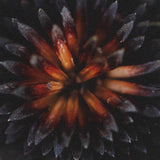 Glowing by Stig Kalvelid a Hand Embellished Framed Photo Art Print Matted under Glass from Mercana - Luna Furniture