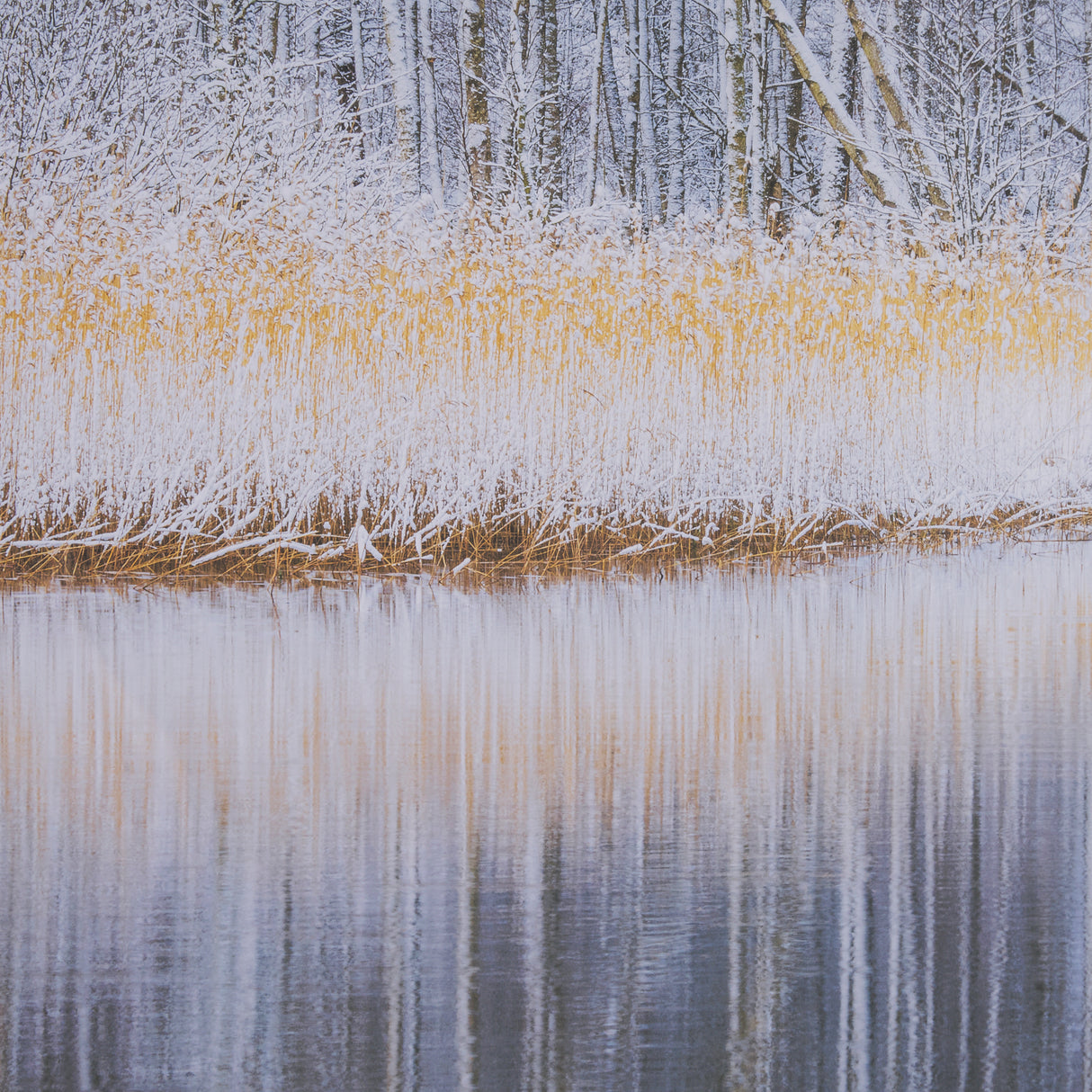 Riverside Reflection - Forest by Mikael Svensson a Framed Photo Art Print Matted under Glass from Mercana - Luna Furniture