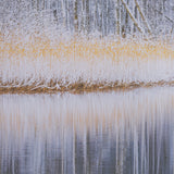 Riverside Reflection - Forest by Mikael Svensson a Framed Photo Art Print Matted under Glass from Mercana - Luna Furniture