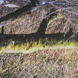 Branchscape Moss - Reflect by Mikael Svensson a Framed Photo Art Print Matted under Glass from Mercana - Luna Furniture