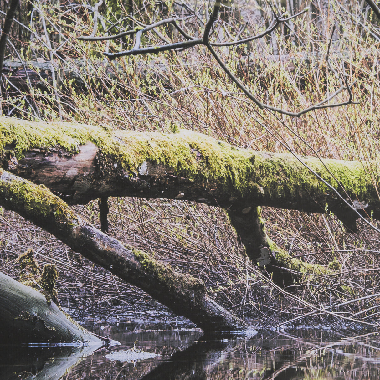 Branchscape Moss - Reflect by Mikael Svensson a Framed Photo Art Print Matted under Glass from Mercana - Luna Furniture
