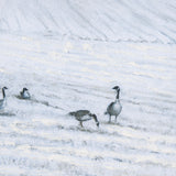 Winter On The Farm IV by Mercana Studio a Hand Embellished Framed Art Print from Mercana - Luna Furniture