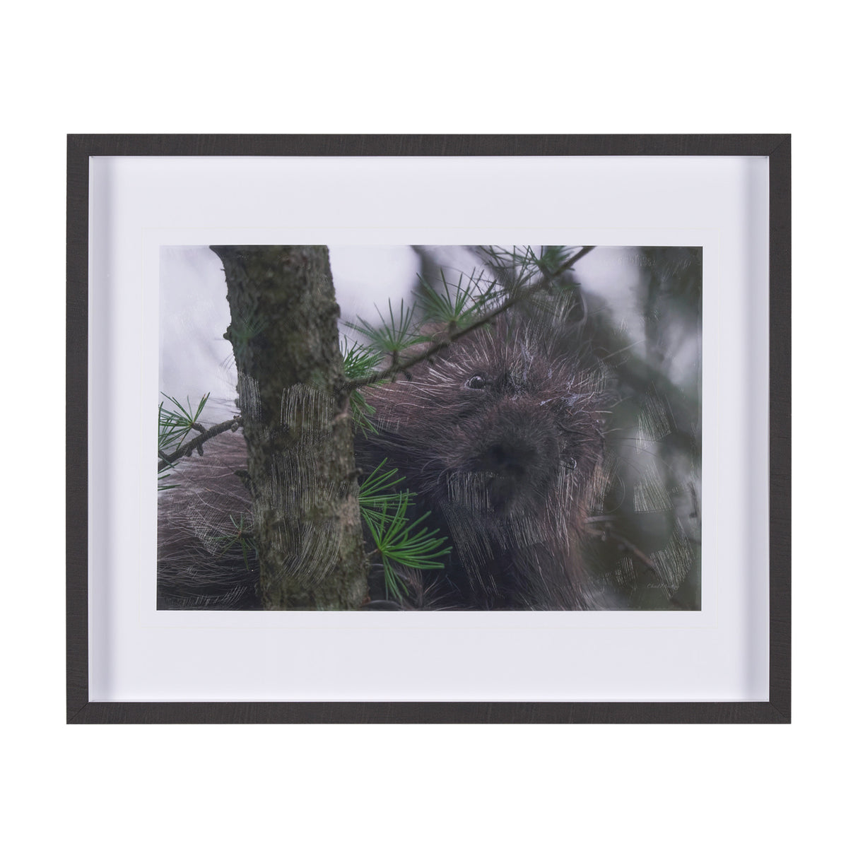 Porcupine Visit by Chad Mackay a Hand Embellished Framed Photo Art Print Matted under Glass from Mercana - Luna Furniture