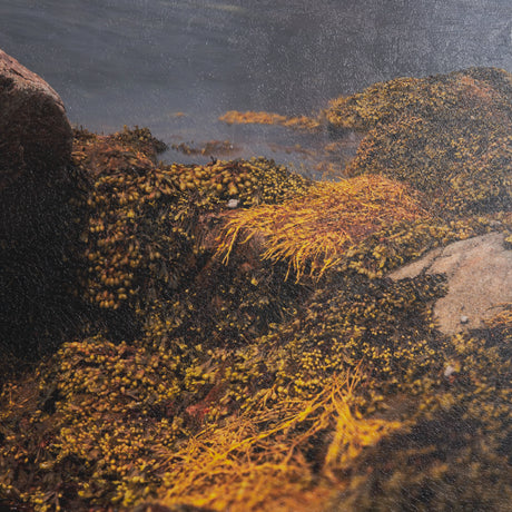 Fogo Island by Chad Mackay a Hand Embellished Framed Photo Art Print Matted under Glass from Mercana - Luna Furniture
