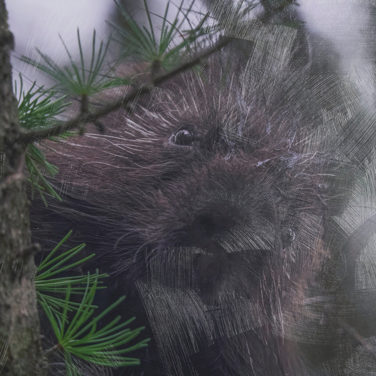Porcupine Visit by Chad Mackay a Hand Embellished Framed Photo Art Print Matted under Glass from Mercana - Luna Furniture