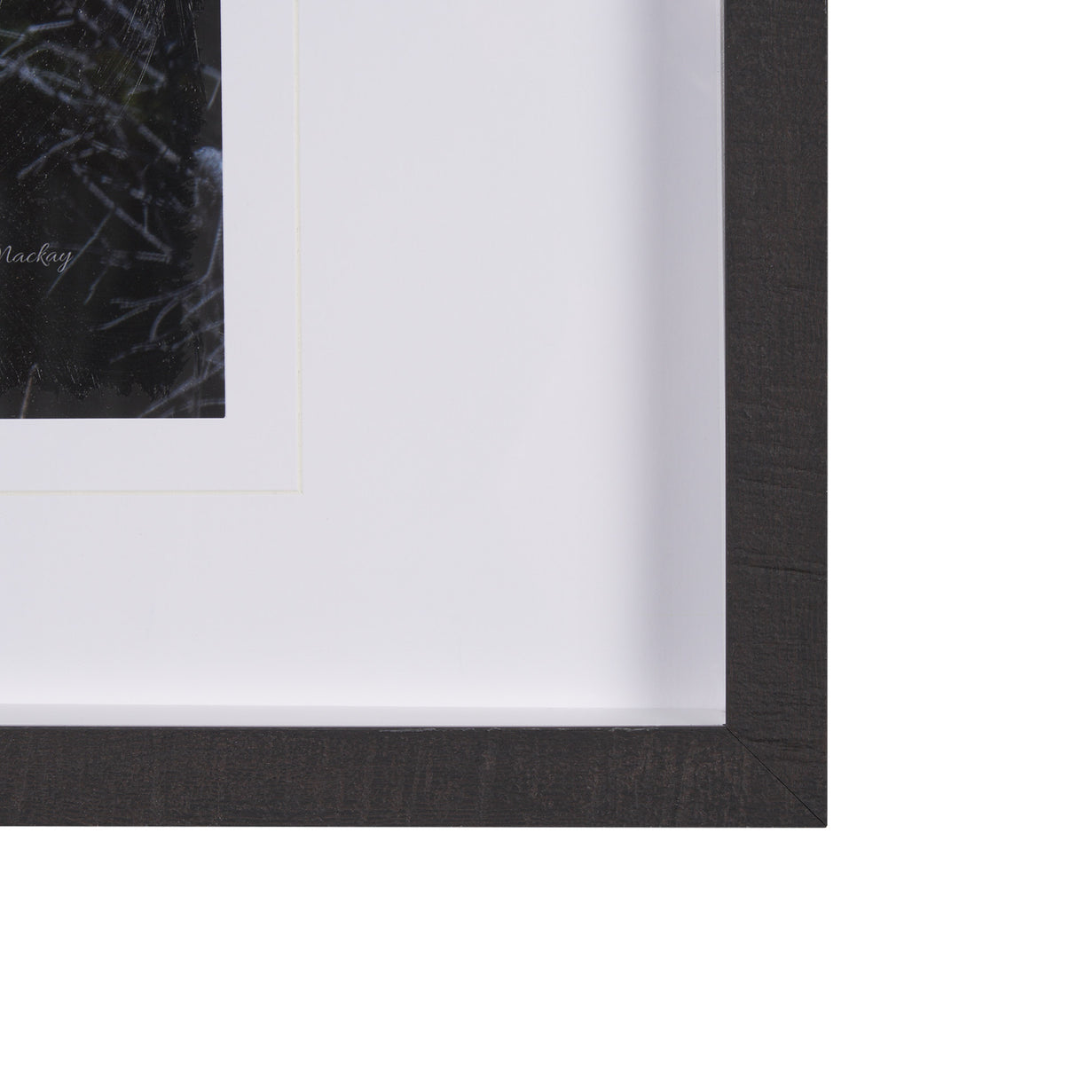 Cautious Gaze by Chad Mackay a Hand Embellished Framed Photo Art Print Matted under Glass from Mercana - Luna Furniture