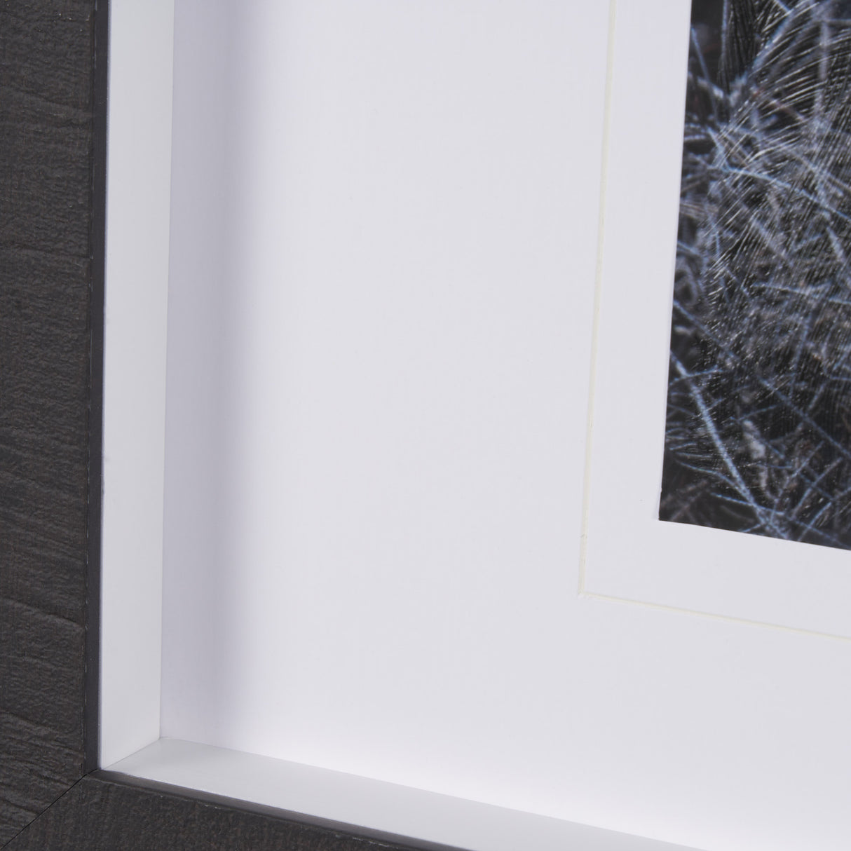 Cautious Gaze by Chad Mackay a Hand Embellished Framed Photo Art Print Matted under Glass from Mercana - Luna Furniture