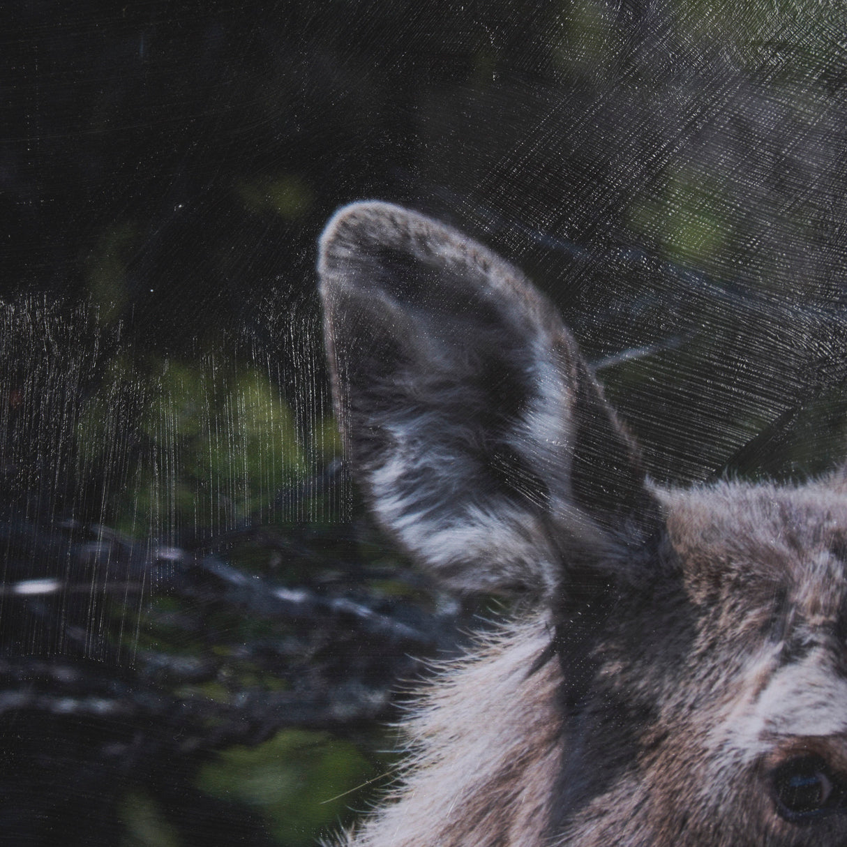 Cautious Gaze by Chad Mackay a Hand Embellished Framed Photo Art Print Matted under Glass from Mercana - Luna Furniture