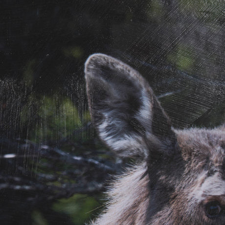 Cautious Gaze by Chad Mackay a Hand Embellished Framed Photo Art Print Matted under Glass from Mercana - Luna Furniture