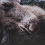 Cautious Gaze by Chad Mackay a Hand Embellished Framed Photo Art Print Matted under Glass from Mercana - Luna Furniture
