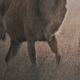 Kudu Bull by Sharon Vardy a Hand Embellished Framed Photo Art Print Matted under Glass from Mercana - Luna Furniture