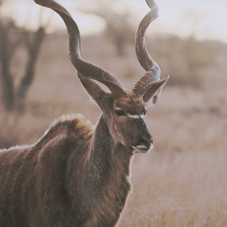 Kudu Bull by Sharon Vardy a Hand Embellished Framed Photo Art Print Matted under Glass from Mercana - Luna Furniture