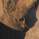 Kenyan Rhino by Max Blakesberg Studios a Hand Embellished Framed Photo Art Print Matted under Glass from Mercana - Luna Furniture