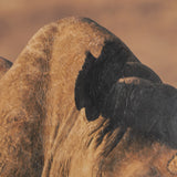 Kenyan Rhino by Max Blakesberg Studios a Hand Embellished Framed Photo Art Print Matted under Glass from Mercana - Luna Furniture