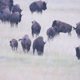 Grazing Herd (Set of 2) by Chad Mackay a Framed Photo Art Print Matted under Glass from Mercana - Luna Furniture