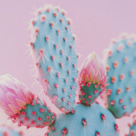Petal Paradise - Bloom by Philippe Hugonnard a Hand Embellished Framed Photo Art Print Matted under from Mercana - Luna Furniture