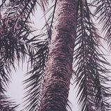 Pink Palms Horizontal by Deborah Revell a Framed Photo Art Print Matted under Glass from Mercana - Luna Furniture