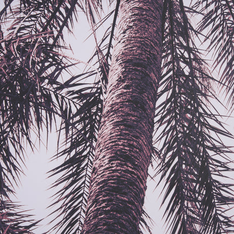 Pink Palms Horizontal by Deborah Revell a Framed Photo Art Print Matted under Glass from Mercana - Luna Furniture
