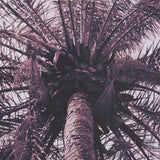 Pink Palms Horizontal by Deborah Revell a Framed Photo Art Print Matted under Glass from Mercana - Luna Furniture