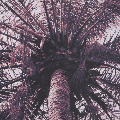 Pink Palms Horizontal by Deborah Revell a Framed Photo Art Print Matted under Glass from Mercana - Luna Furniture