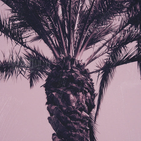 Pink Palms I by Deborah Revell a Hand Embellished Framed Photo Art Print from Mercana - Luna Furniture