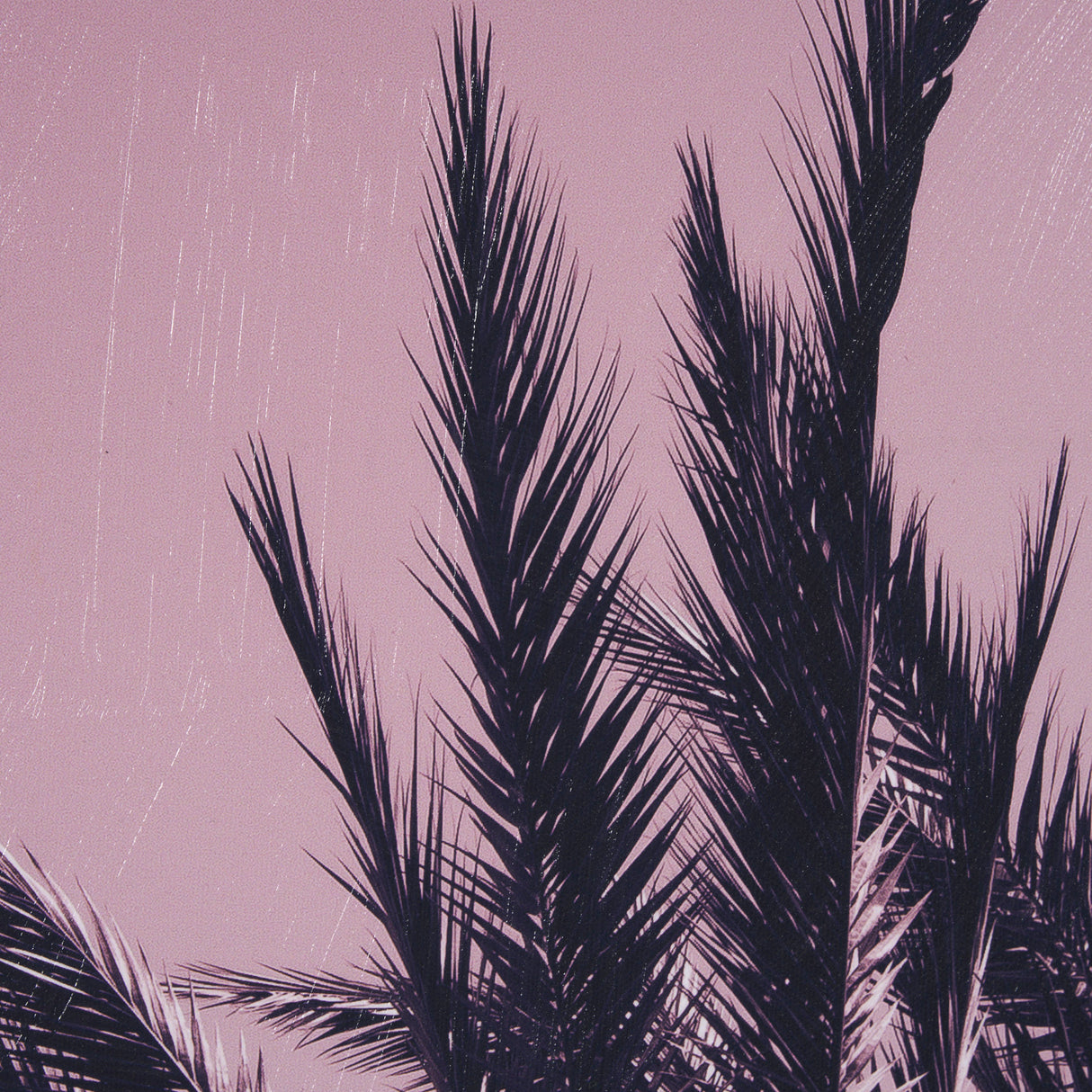 Pink Palms I by Deborah Revell a Hand Embellished Framed Photo Art Print from Mercana - Luna Furniture