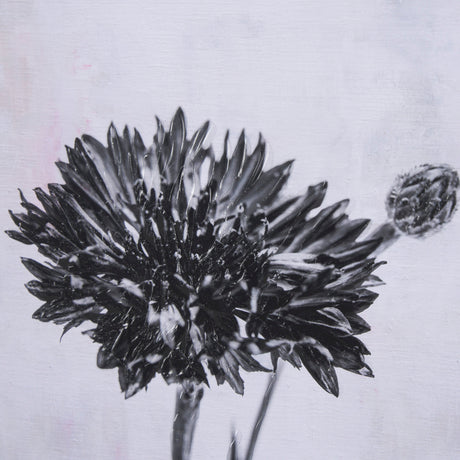 Wonderful Wildflowers XIV Neutral by Deborah Revell a Hand Embellished Framed Art Print Matted under from Mercana - Luna Furniture