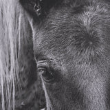 The Foal by Mercana Studio a Hand Embellished Textured Framed Canvas from Mercana - Luna Furniture