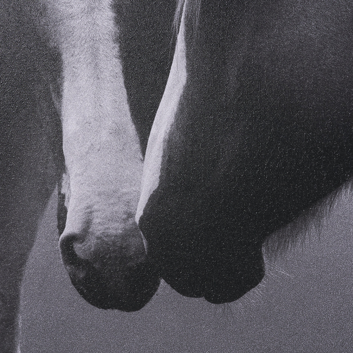 Horse Harmony - Caress by Laura Warren a Hand Embellished Framed Photo Art Print Matted under Glass from Mercana - Luna Furniture