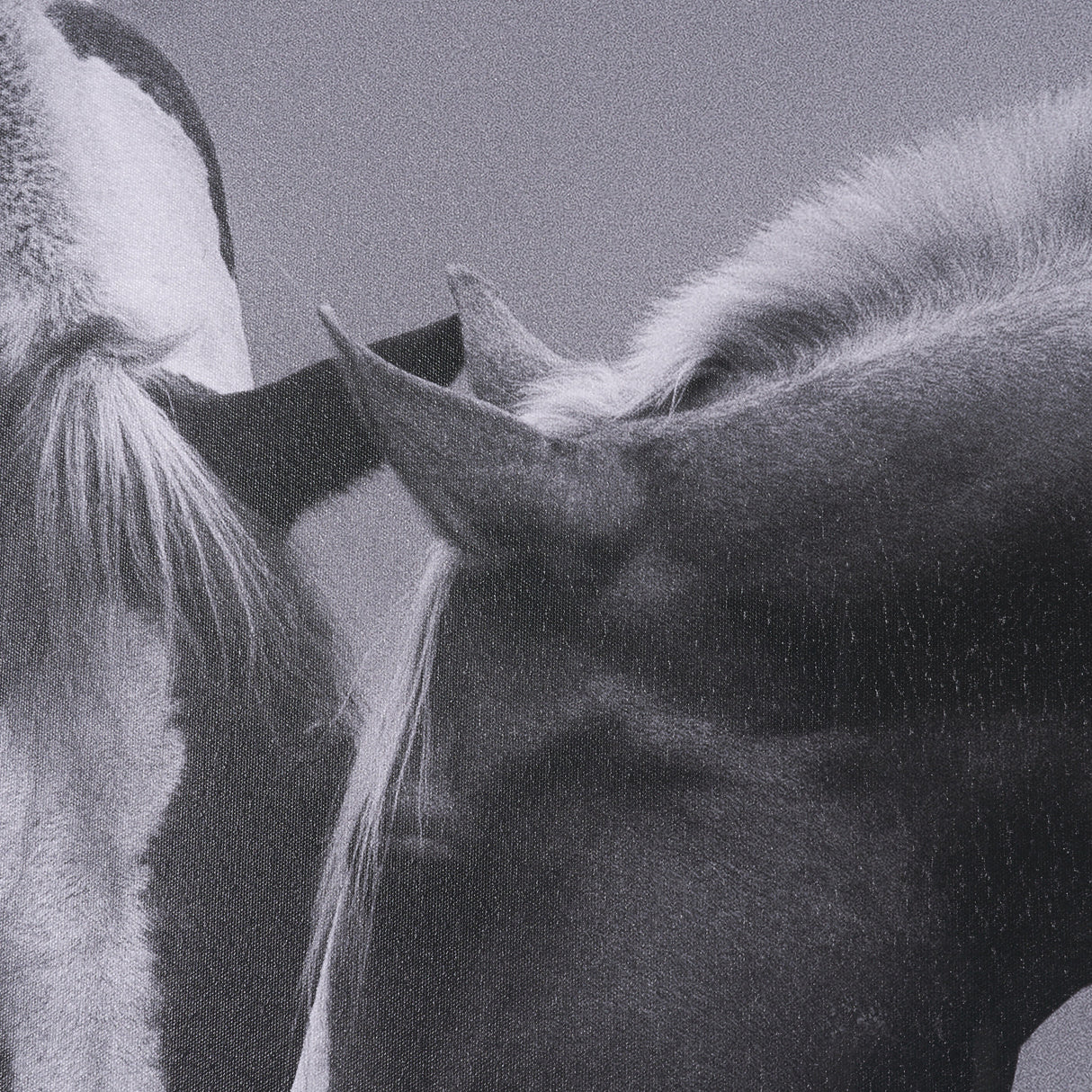 Horse Harmony - Caress by Laura Warren a Hand Embellished Framed Photo Art Print Matted under Glass from Mercana - Luna Furniture