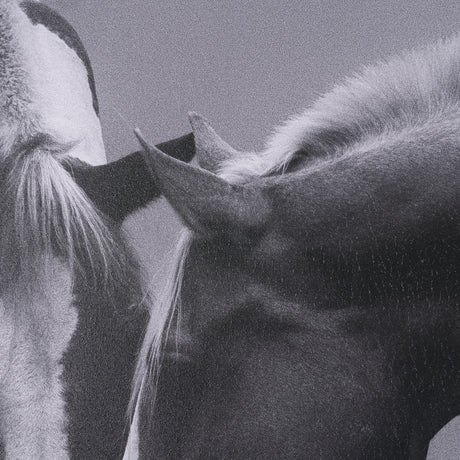 Horse Harmony - Caress by Laura Warren a Hand Embellished Framed Photo Art Print Matted under Glass from Mercana - Luna Furniture