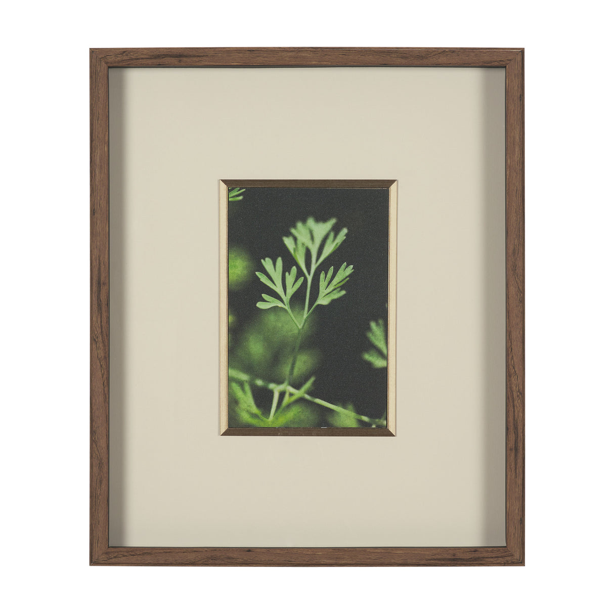 Green Growth by Michael Banks a Hand Embellished Framed Photo Art Print Matted under Glass from Mercana - Luna Furniture