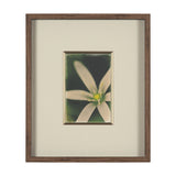 Floral Finesse by Michael Banks a Hand Embellished Framed Photo Art Print Matted under Glass from Mercana - Luna Furniture