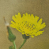 Leaf Charm by Michael Banks a Hand Embellished Framed Photo Art Print Matted under Glass from Mercana - Luna Furniture