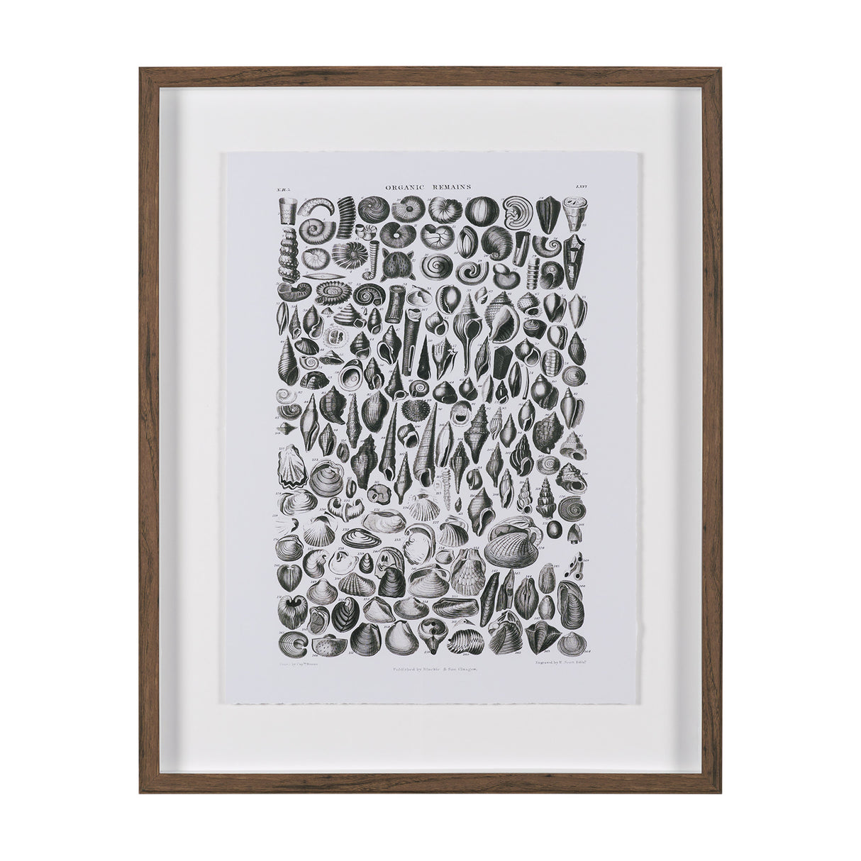 Sealife II by Oliver Goldsmith a Hand Embellished Framed Art Print Matted under Glass from Mercana - Luna Furniture