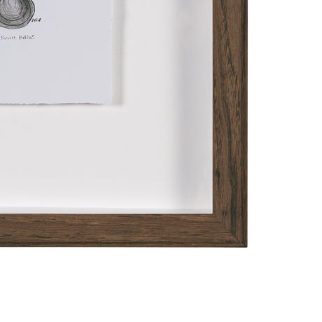 Sealife II by Oliver Goldsmith a Hand Embellished Framed Art Print Matted under Glass from Mercana - Luna Furniture