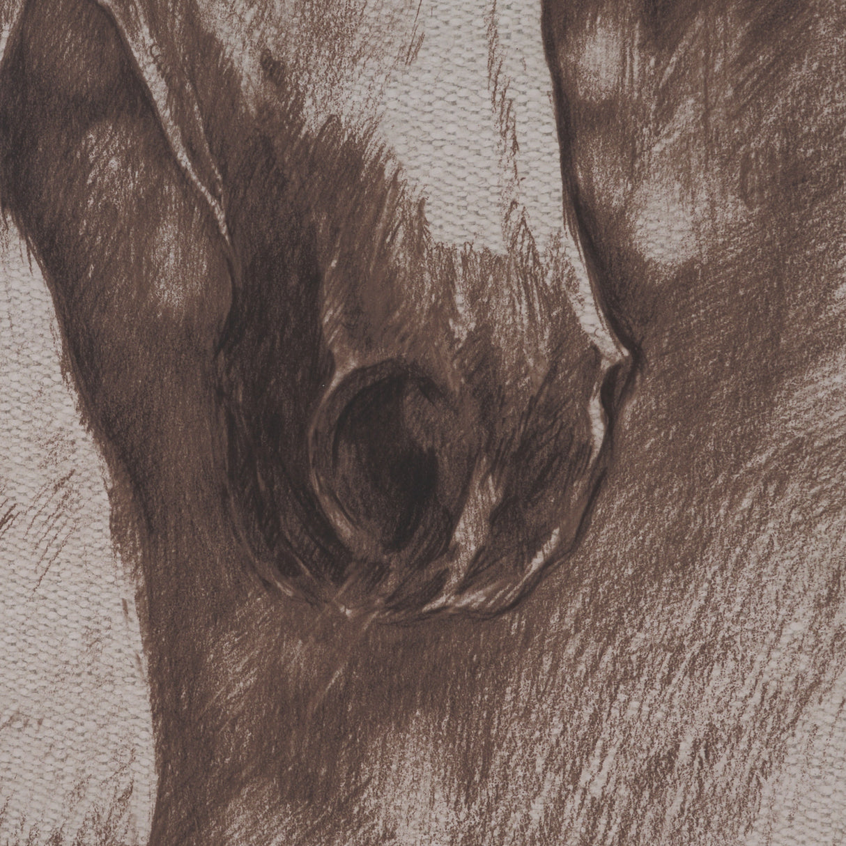 Portrait of a Thoroughbred I by Mercana Studio a Framed Art Print Matted under Glass from Mercana - Luna Furniture
