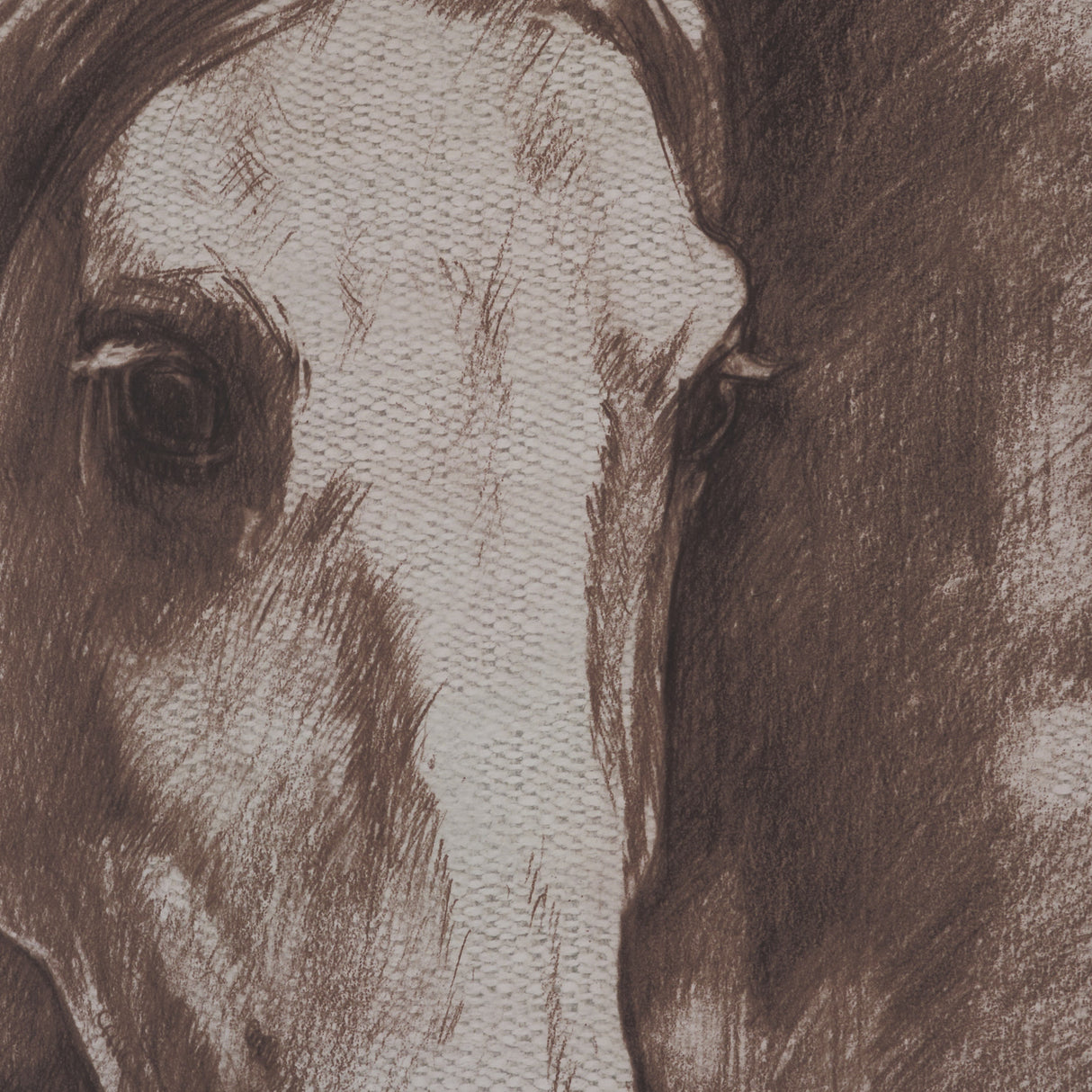 Portrait of a Thoroughbred I by Mercana Studio a Framed Art Print Matted under Glass from Mercana - Luna Furniture