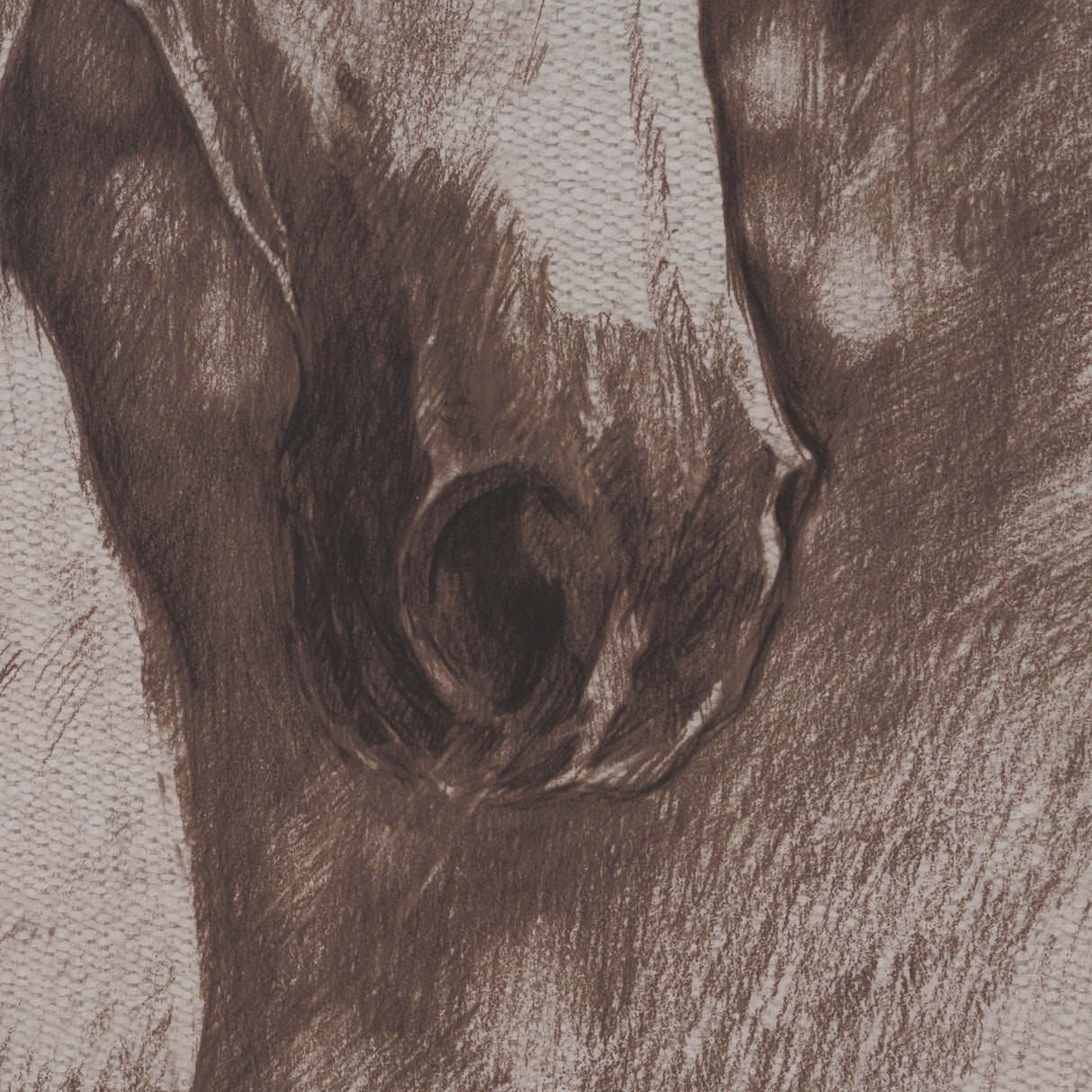 Portrait of a Thoroughbred II by Mercana Studio a Framed Art Print Matted under Glass from Mercana - Luna Furniture