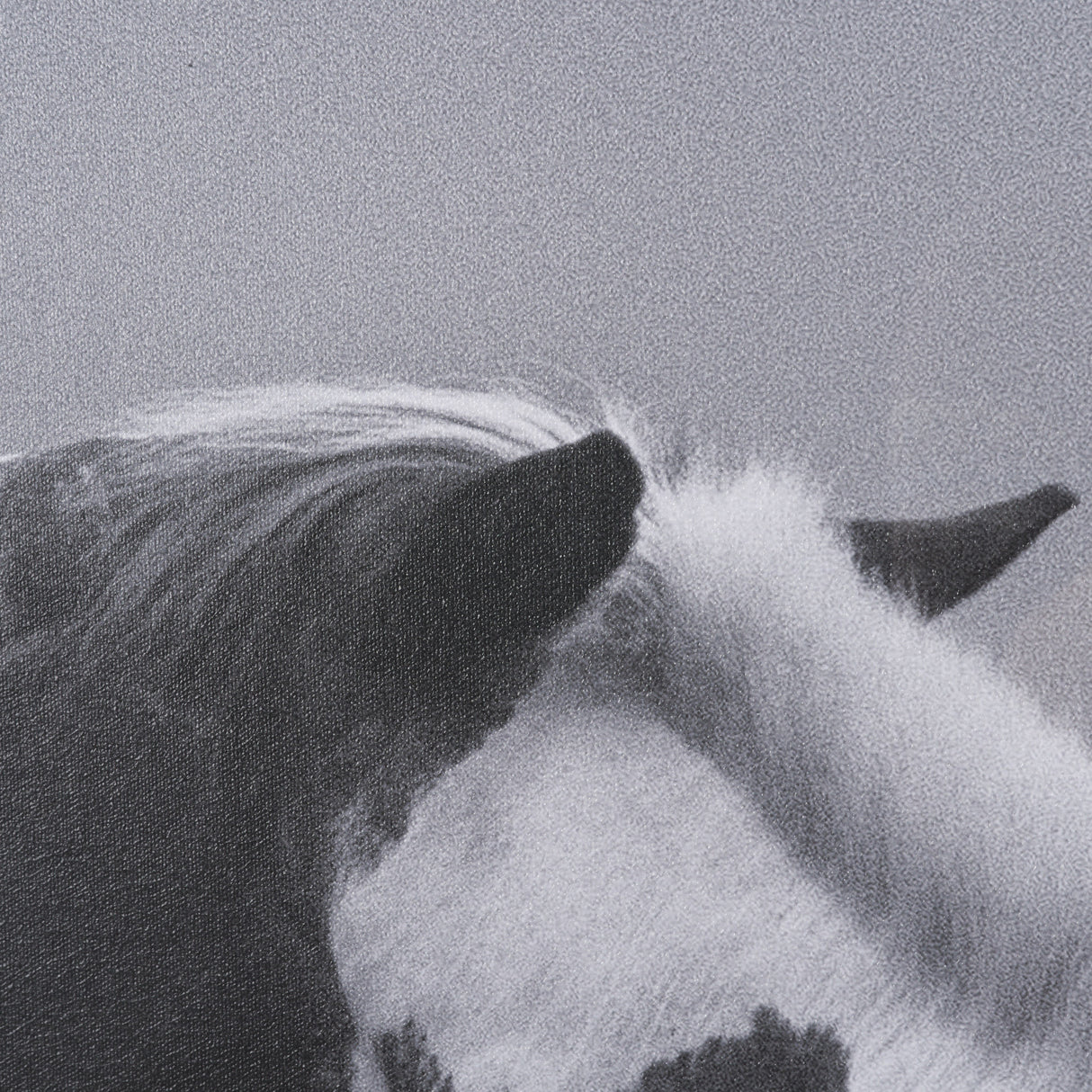 Horse Harmony - Nuzzle by Laura Warren a Hand Embellished Framed Photo Art Print Matted under Glass from Mercana - Luna Furniture