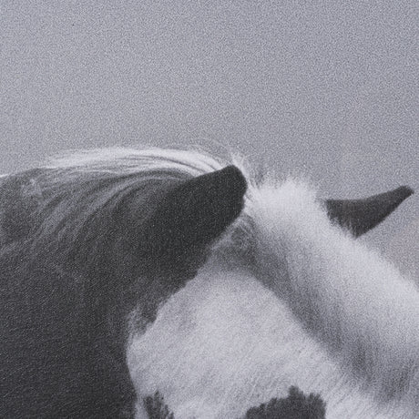 Horse Harmony - Nuzzle by Laura Warren a Hand Embellished Framed Photo Art Print Matted under Glass from Mercana - Luna Furniture